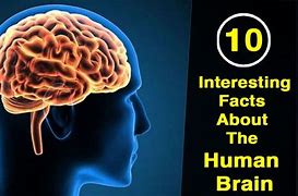 Image result for Brain Facts
