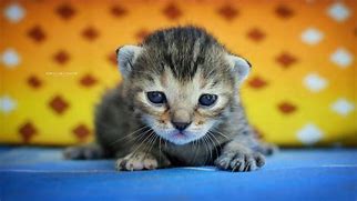 Image result for Tabby Newborn Kittens