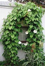 Image result for Vine Grow