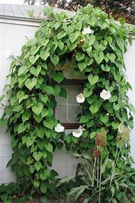 Image result for What Plants Are Climbing Vines