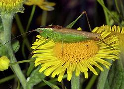 Image result for Long-Winged Cricket