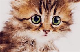 Image result for 4K Wallpaper Sad Cat