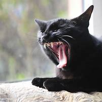 Image result for Cat Mouth Wide-Open