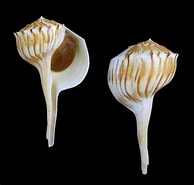 Afbeeldingsresultaten voor "clathrocanium Coarctatum". Grootte: 194 x 185. Bron: www.malacology-asia.com