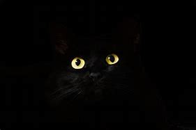 Image result for Black Cat in Darkness