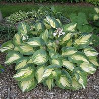 Image result for Hosta Great Expectations