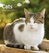 Image result for Cat Calendar 2023