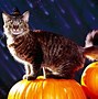 Image result for Halloween Backgrounds for Your Desktop