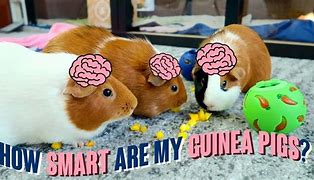 Image result for Smart Guinea Pig