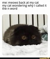 Image result for Why Cat Meme
