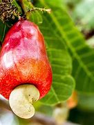 Image result for Cashew Fruit