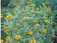 Image result for Heliopsis helianthoides Loraine Sunshine