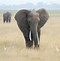 Image result for Wild Elephants in Africa