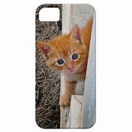 Image result for Orange Cat iPod Case
