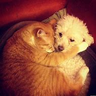 Image result for Dog Hugs Cat Meme