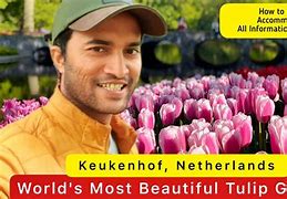 Image result for Keukenhof Gardens Tulips