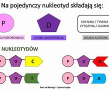 Image result for co_oznacza_zasady_pirymidynowe
