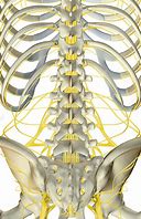 Image result for Lumbar Spine Anatomy Nerves