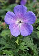 Image result for Geranium himalayense ‘Baby Blue’