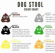 Image result for Yellow Dog Poop