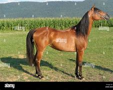 Image result for Horse Full Body