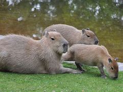 Image result for capibara