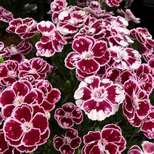 Image result for Dianthus Charmy