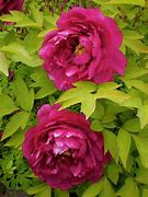Image result for Paeonia suffruticosa Zi Feng Chao Yang