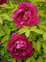 Image result for Paeonia suffruticosa Fen He Piao Jiang