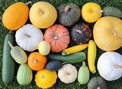 Image result for Types of Squash Bell-Like Shape