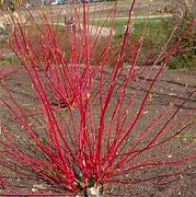 Image result for Cornus alba Aurea