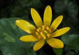 Image result for Ranunculus ficaria Aurantiacus