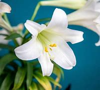 Image result for Easter Lily