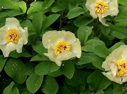Image result for Paeonia mlokosewitschii