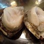 Image result for Abalone Snail Meat