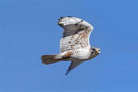 Image result for Buteo regalis