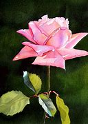 Image result for Watercolor Pink Rose Create