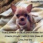 Image result for Funny Chihuahua Memes