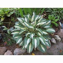 Image result for Hosta Pin-Up