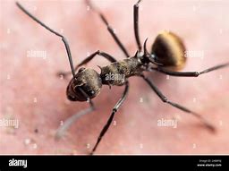 Image result for Ant Antenna