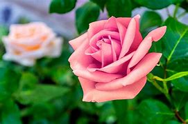 Image result for rosa