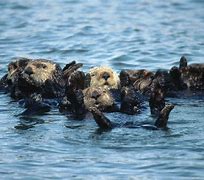 Image result for River Otter Swimming