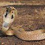 Image result for cobra