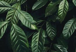 Image result for Sage Green Wallpaper Laptop