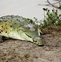Image result for Biggest Croc Ever