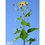 Image result for Helianthus tuberosus (AARDPEER)