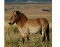 Image result for Ancient Horse Breeds