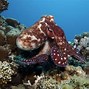 Image result for Crazy Brazilian Jungle Ground Octopus