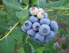 Image result for Vaccinium corymbosum Coville