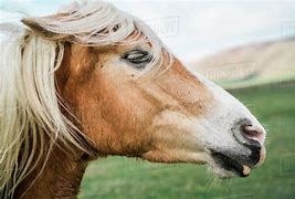 Image result for Horse Side View No Background